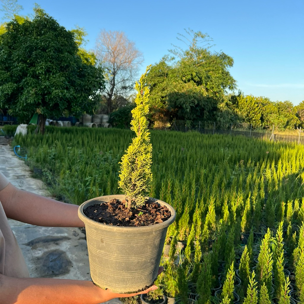 ต้นสนดินสอทอง (Golden pine) 🌲  กระถางขนาด 11 นิ้ว สูงประมาน 25-30 ซม.