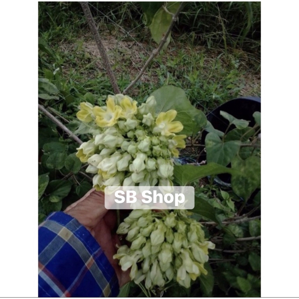 ต้นขจร(สลิด)พันเกษตรแท้ 💯% (รับประกันส่งต้นใหม่ให้ฟรี)
