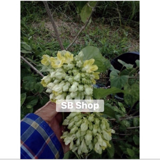 ต้นขจรถุงละ 2 ต้น (สลิด)พันเกษตรแท้ 💯% (รับประกันส่งต้นใหม่ใ…