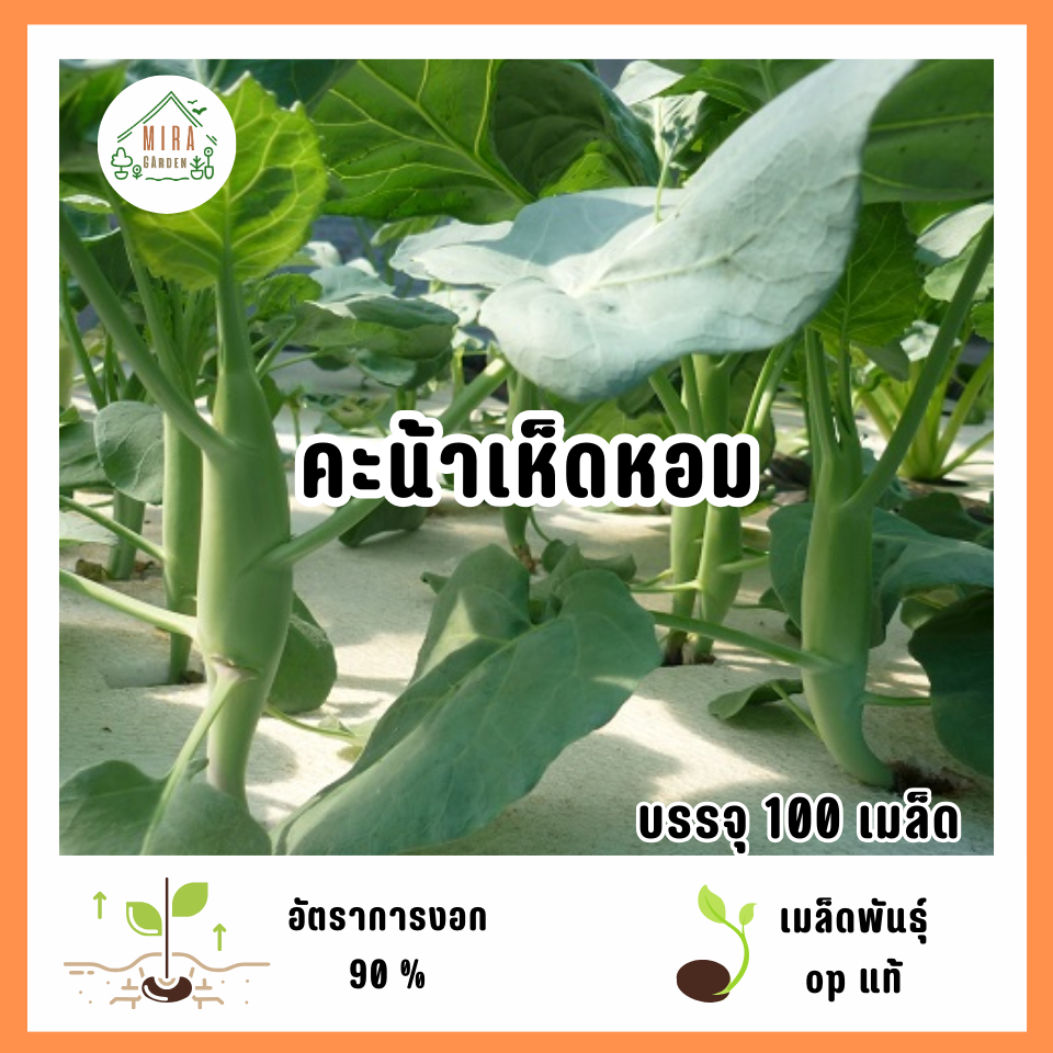 เมล็ดพันธุ์คะน้าเห็ดหอม 100 เมล็ด
