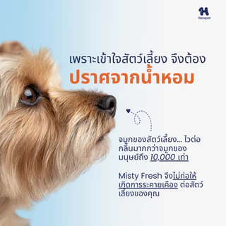 Hanapet Misty Fresh Spray สเปรย์ดับกลิ่น 300ml เฟรชขึ้นทันใจ ฉีดที่ไหนก็หายห่วง