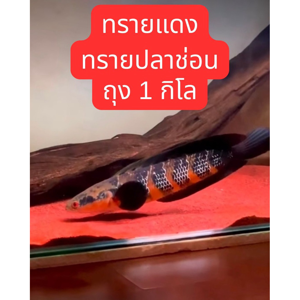 ถุง1โล ล้างสะอาดมาก ทรายแดง ทรายปลาช่อน  ทรายนำเข้า ทรายเม็ดละเอียด 1 มิล เกรดล้างแล้ว10 น้ำ พร้อมใช้