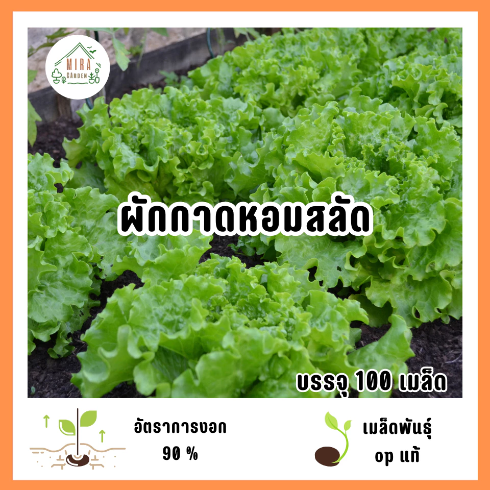ผักกาดหอมสลัด 100 เมล็ด