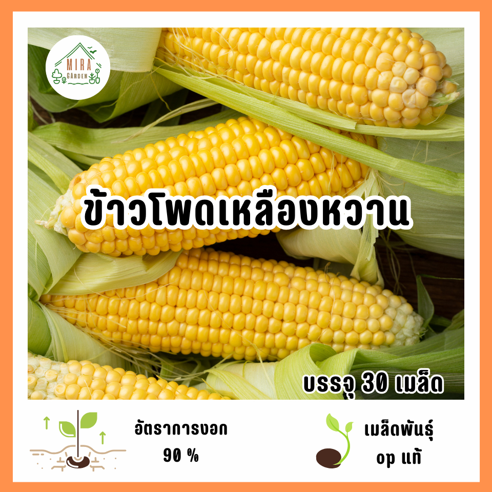 เมล็ดพันธ์ุข้าวโพดเหลืองหวาน 30 เมล็ด