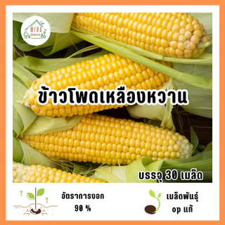 เมล็ดพันธ์ุข้าวโพดเหลืองหวาน 30 เมล็ด