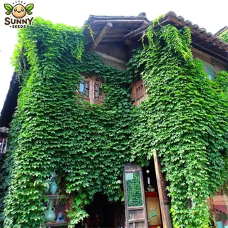 เมล็ดพันธุ์ไม้เลื้อยเวอร์จิเนีย (Virginia Creeper Seeds) ไม้เลื้อยคลุมผนัง โตเร็ว ใบดก เขียวแน่น ดูแลง่าย