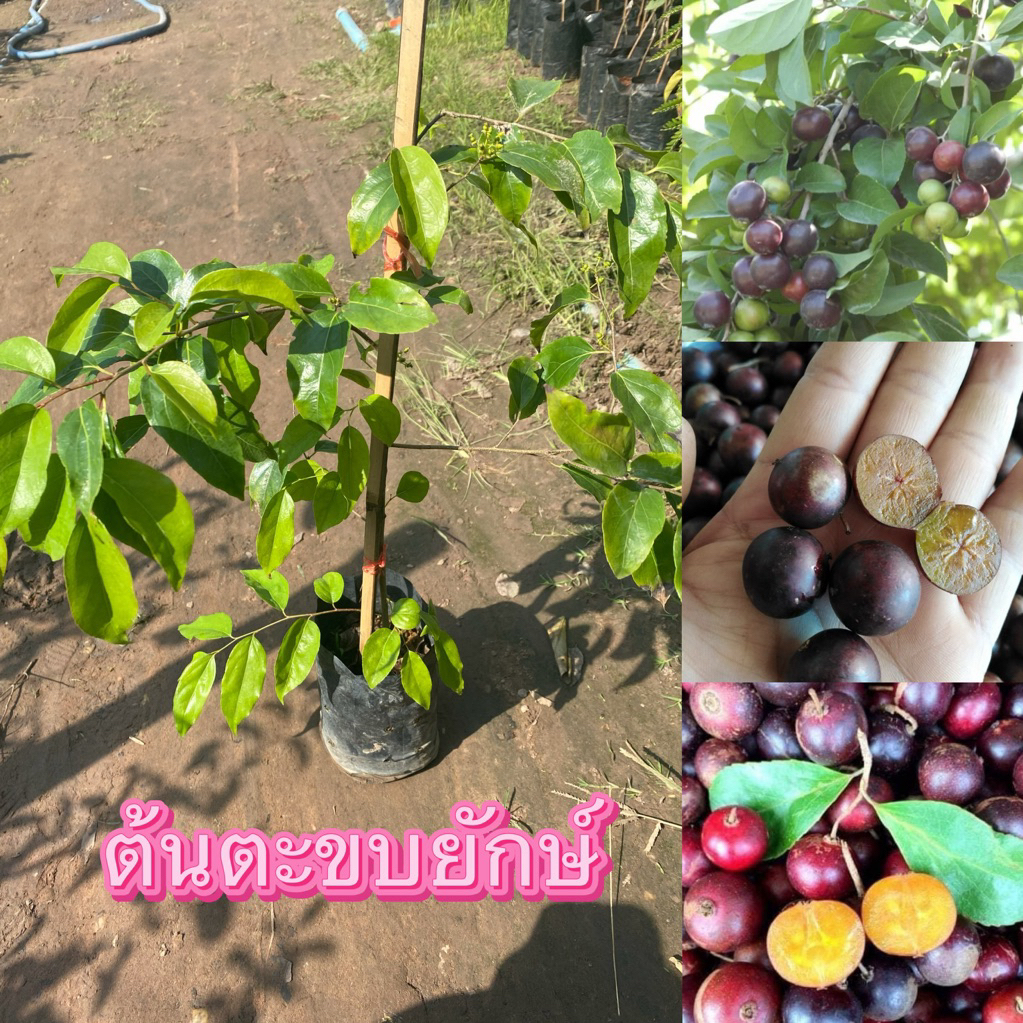 ต้นตะขบยักษ์ ใบแหลม ราคาต้นละ 150 บาท พร้อมส่ง
