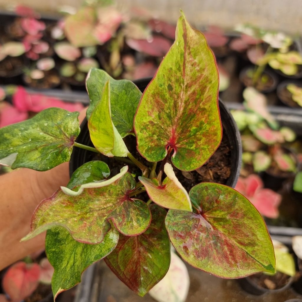 บอนสี คุ้มทรัพย์แผลงป้าย ส่งขนาดตามรูปที่1-6 แม่ค้าเลืกสวยๆให้หรือแชทเลือกต้นดูได้คะ