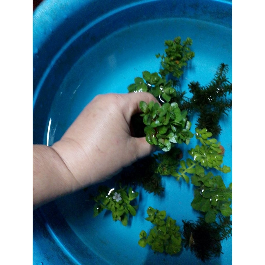 พืชไม้น้ำเกล็ดหอยแดงดิบจิ๋วสำหรับตู้ปลาอ่างปลาน้อยสวยงาม - รูปที่ 6