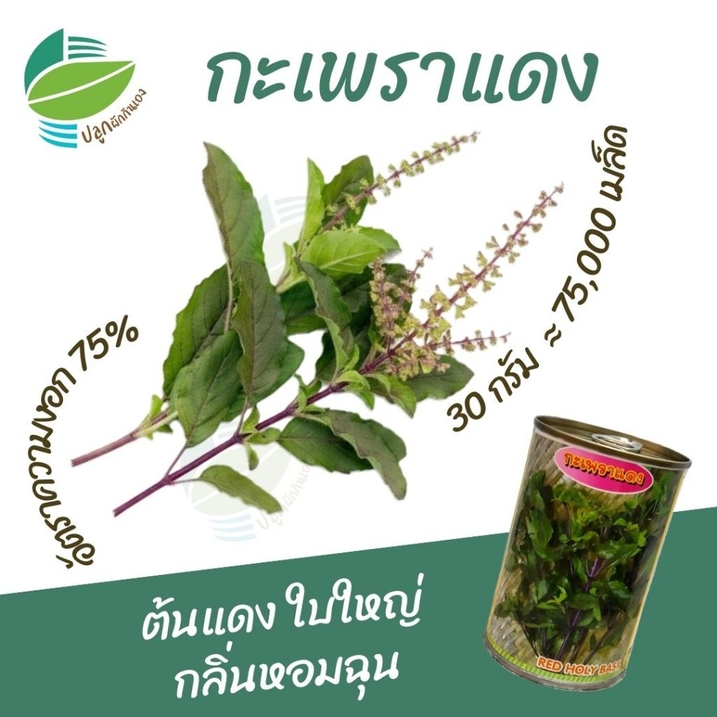 เมล็ดพันธุ์ กะเพราแดง ตราสิงห์โต ( 30กรัม )