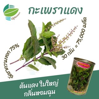 เมล็ดพันธุ์ กะเพราแดง ตราสิงห์โต ( 30กรัม )