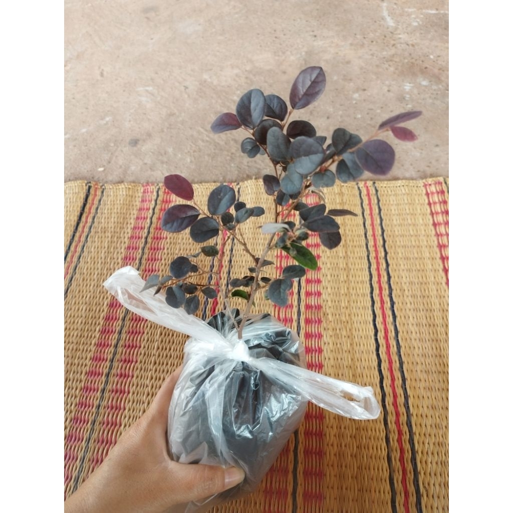 💥ต้นหงส์​ฟู่ หรือ ต้นมั่งมีศรีสุข แบบถุงเล็ก