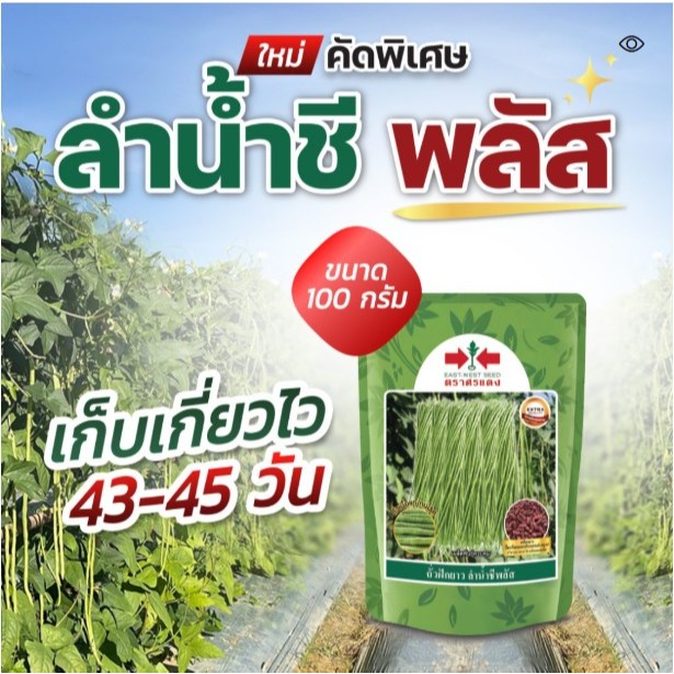 เมล็ดถั่วฝักยาว ลำน้ำชีพลัส(เมล็ดเคลือบ)ถั่วฝักยาว ถั่วเนื้อแท้ เนื้อหนา หมดอายุ 20/09/2569