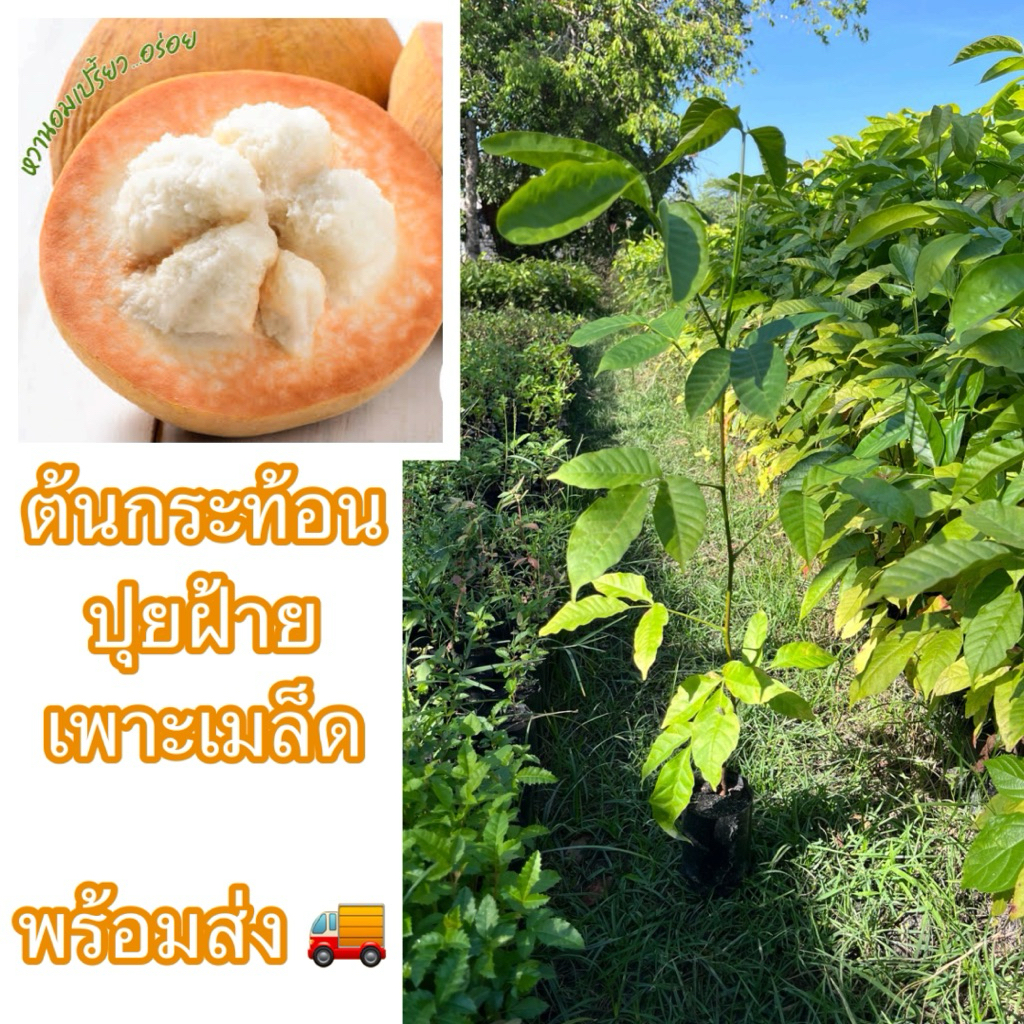 ต้นกระท้อนปุยฝ้าย เพาะเมล็ด (สั่งขั้นต่ำ4ต้น) พันธุ์นี้มีผลที่ใหญ่ เนื้อเยอะนุ่มฟู ให้ผลดกติดลูกไว และปลูกง่าย