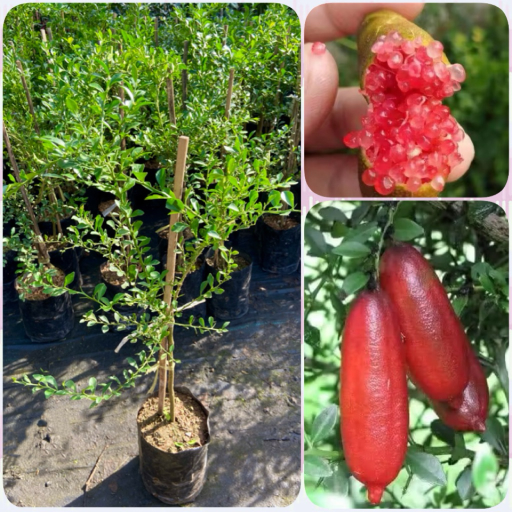 ต้นมะนาวคาเวียร์สีแดง เรดแชมเปญ มะนาวนิ้วมือ เสียบยอด ( สูง 40-60cm) ต้นแข็งแรง พร้อมปลูก
