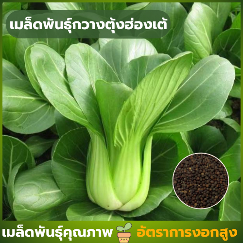 เมล็ดพันธุ์กวางตุ้งฮ่องเต้ ซองละ 100 เมล็ด เมล็ดพันธุ์แท้ คัดพิเศษทุกเมล็ด