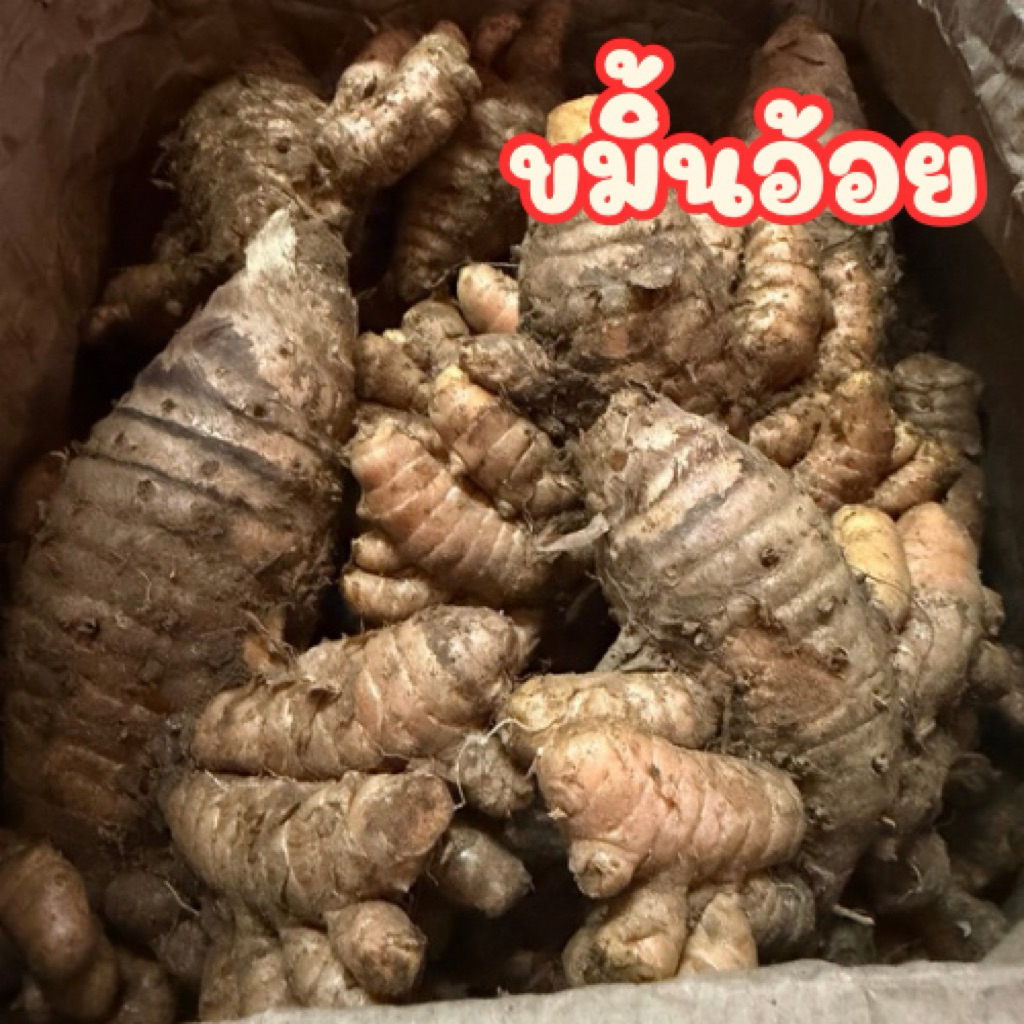 ขมิ้นอ้อย ขมิ้นอ้อย หัวว่านขมิ้นอ้อย ขนาด 1 kg พร้อมส่ง