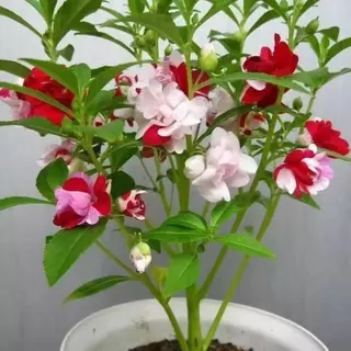 เมล็ดพันธุ์ ดอกเทียนซ้อน คละสี 500เมล็ด ถูกที่สุด เมล็ดพันธุ์ พร้อมส่งจากไทย