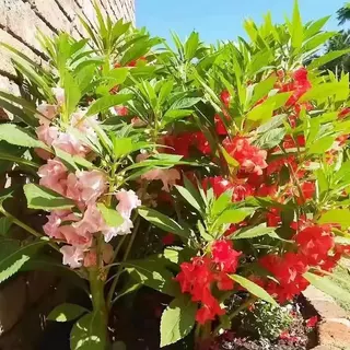 เมล็ดพันธุ์ ดอกเทียนซ้อน คละสี 500เมล็ด ถูกที่สุด เมล็ดพันธุ์ พร้อมส่งจากไทย