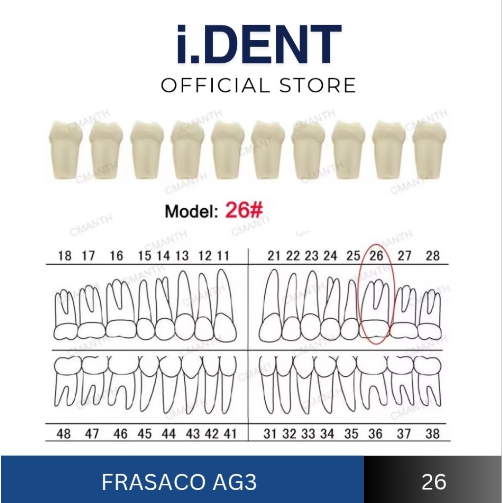 ส่งฟรี โมเดลฟัน ใช้กับเดนโตฟอร์ม frasaco ซี่ 26 แถมสกรูทุกตัว