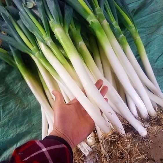 เมล็ดพันธุ์ ต้นหอมญี่ปุ่น Giant Green Onion Seed - เมล็ดพันธุ์ ต้นหอม บรรจุ 300 เมล็ด คุณภาพดี ราคาถูก ของแท้ 100%