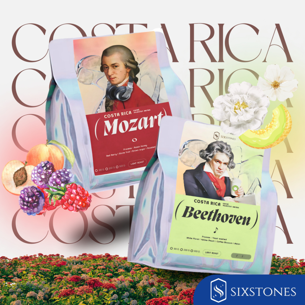 MOZART BEETHOVEN CHOPIN Costa Rica Canet Musician เมล็ดกาแฟคั่วอ่อน โรงคั่วกาแฟซิกซ์สโตนส์ sixstones