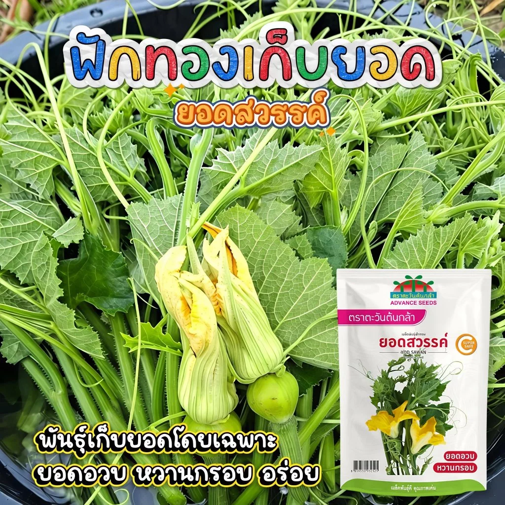 เมล็ดฟักทองเก็บยอด ยอดสวรรค์ ตราตะวันต้นกล้า ขนาด45กรัม เมล็ดพันธุ์ฟักทองเก็บยอด เมล็ดพันธุ์ผัก