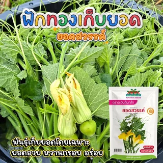 เมล็ดฟักทองเก็บยอด ยอดสวรรค์ ตราตะวันต้นกล้า ขนาด45กรัม เมล็ดพันธุ์ฟักทองเก็บยอด เมล็ดพันธุ์ผัก