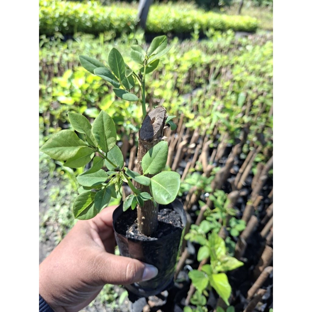 ต้นแคฝรั่ง ดอกสีชมพู ชำกิ่ง 🌸สั่ง 3 แถม 1 ต้น🌱 รากแข็งแรงพร้อมปลูก - รูปที่ 2