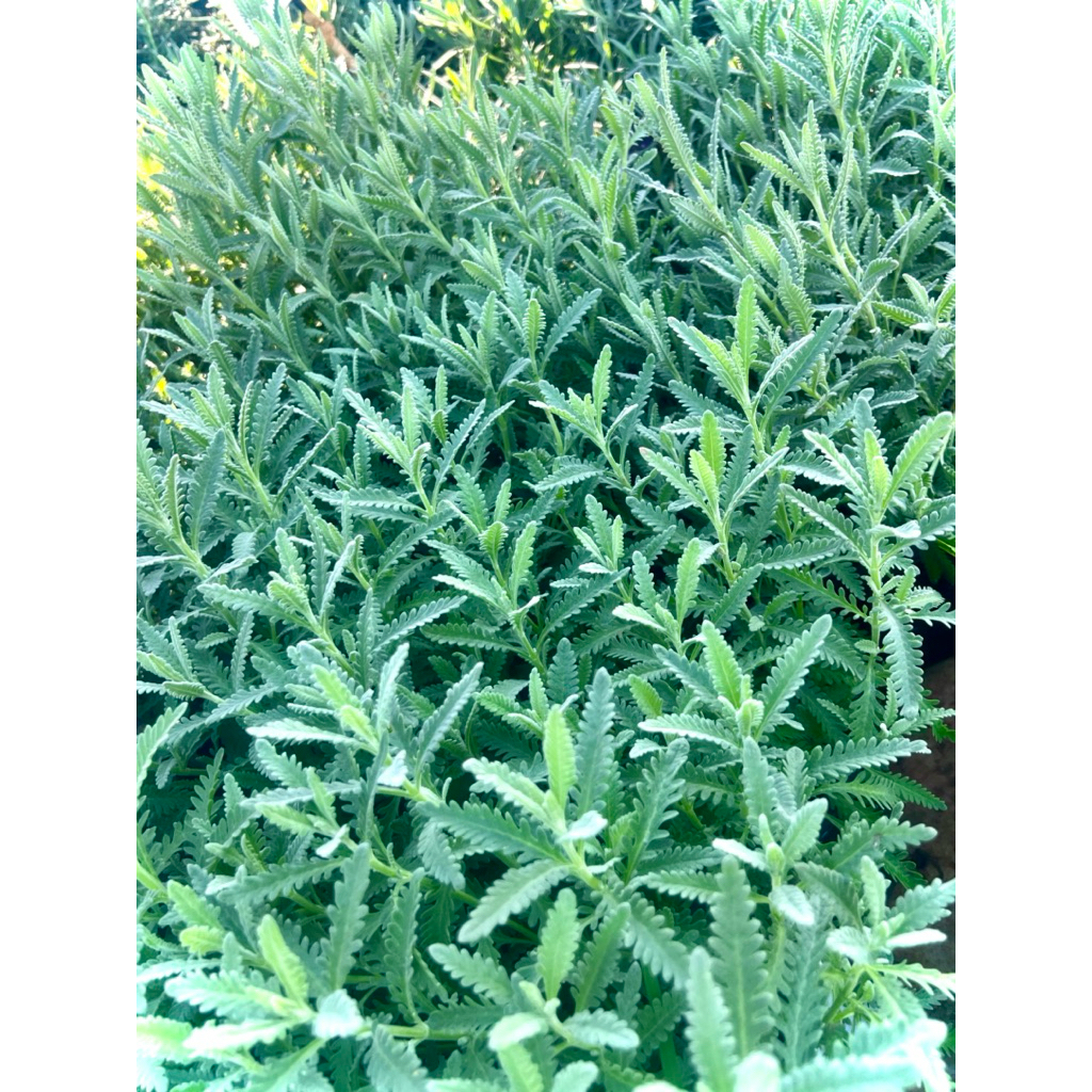 Hybrid Lavender ต้น ลาเวนเดอร์ ไฮบริด ใบสวย ใบใหญ่ พุ่มแน่น กลิ่นหอมแรงกว่าสายพันธุ์อื่นๆ ใบสีเทาดอกสีม่วง ใช้ปลูกประดับ