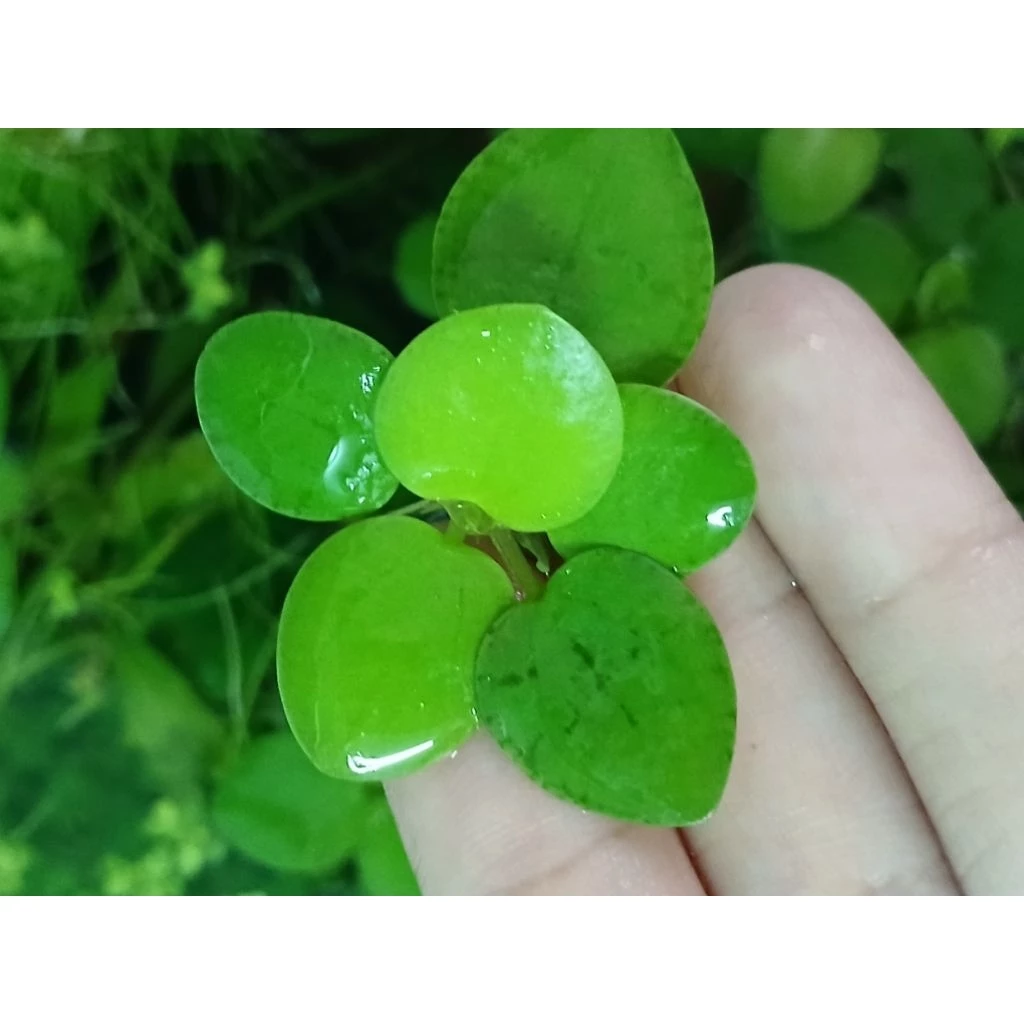 จอกญี่ปุ่น Japanese Frogbit ชุด 5 ดอก thumbnail 4