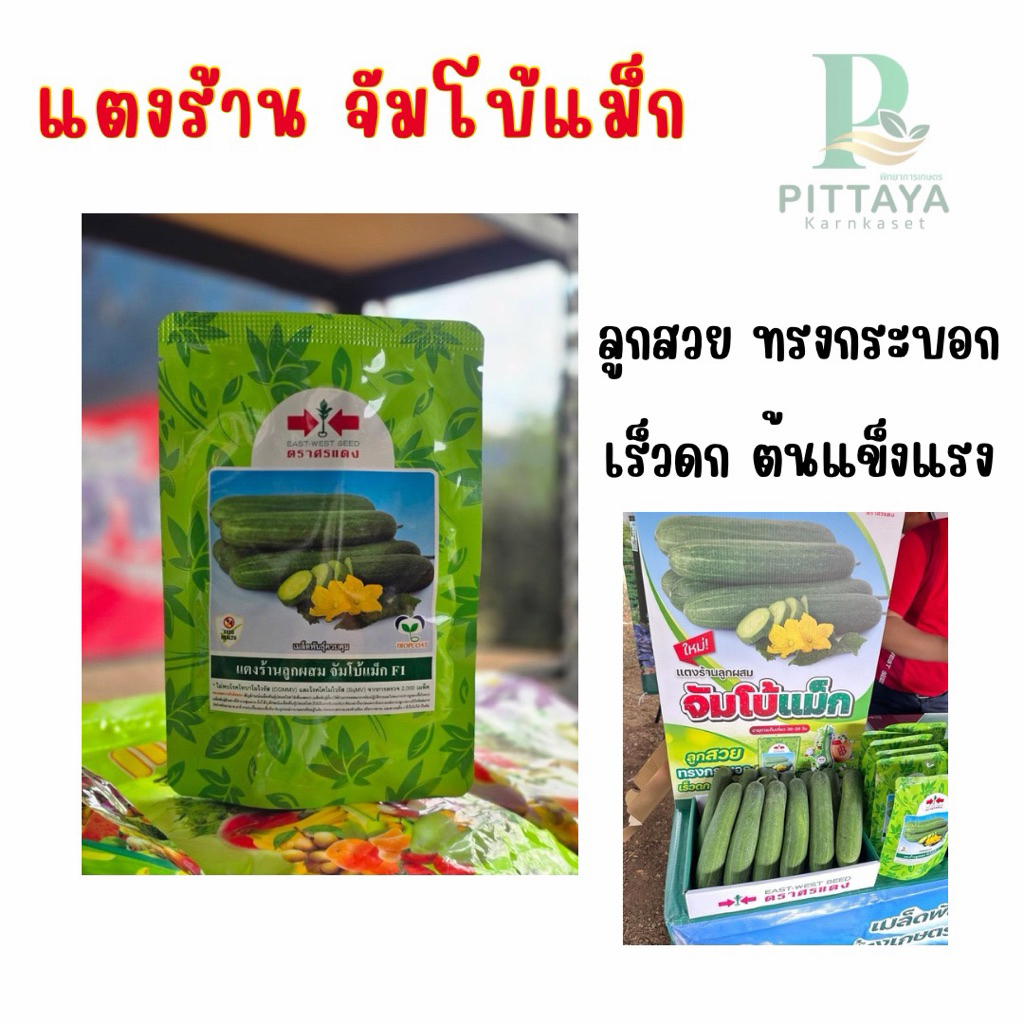 แตงร้าน จัมโบ้แม็ก ศรแดง ขนาด 100 กรัม ลูกสวย ทรงกระบอก ( ล็อตใหม่ )