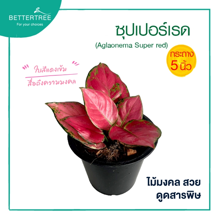 ซุปเปอร์เรด กระถาง 5 นิ้ว (Super Red) ไม้มงคล