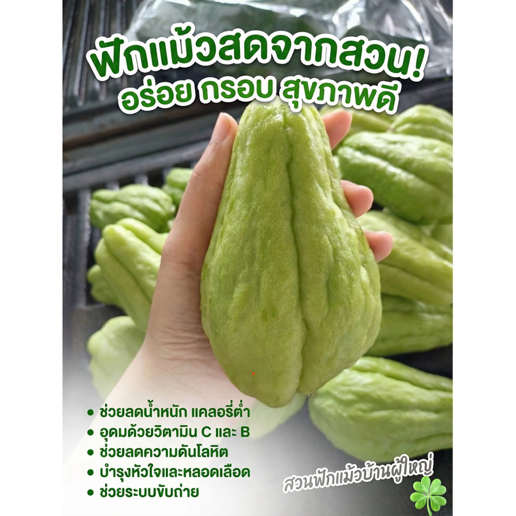 🍀🔥 มะระหวาน ฟักแม้ว 🔥 โลละ 35-🫒คีโตทานได้ สดจากเขาค้อ ขายเป็นกิโลกรัม