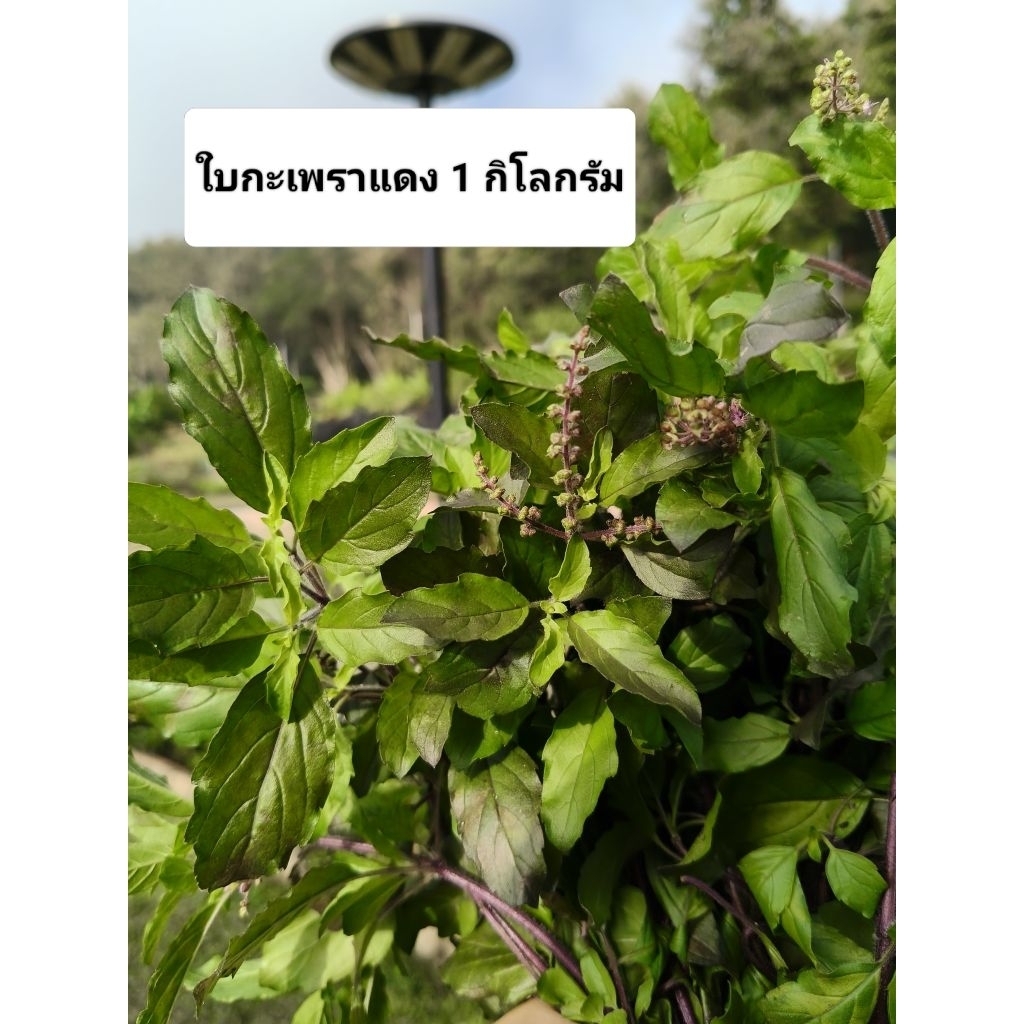 ใบกะเพราแดง ใบสด ปลูกแบบออแกนิคไม่ใช้สารเคมีใดๆ สินค้าพร้อมจัดส่งค่ะ