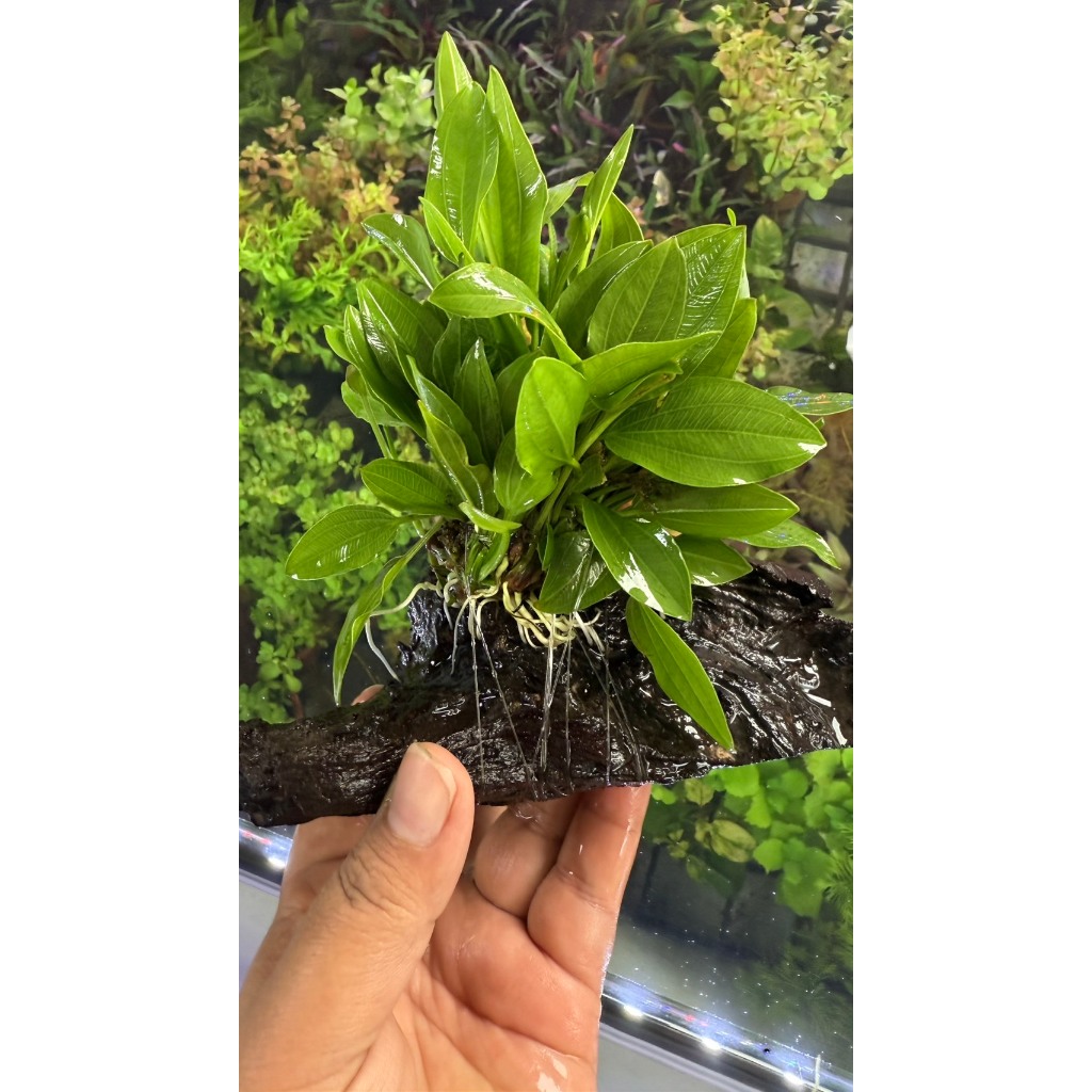 อเมซอนพันขอน และ อเมซอนเกาะมอส พันขอน ไม้น้ำ แต่งตู้ปลา หรือ อ่างบัว ปลูกง่าย เขียวสด โตเร็ว - รูปที่ 3