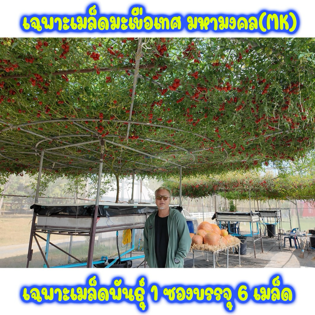 เมล็ดมะเขือเทศ"มหามงคล" (6 เมล็ด)