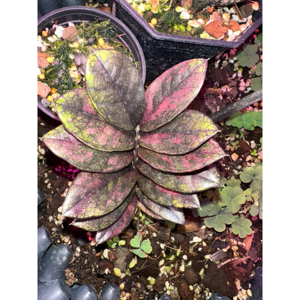กวักมรกตดำด่างยอดทอง (ZZ Akebono Black Variegated)