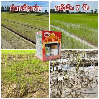 ชุดตายเกลี้ยง สารกำจัดวัชพืชในนาข้าว ครอบคลุมใบแคบและใบกว้าง หญ้าข้าวนก หญ้ากระดูกไก่ กก แห้วหมู หญ้าขน โสน 1ชุด200ลิตร