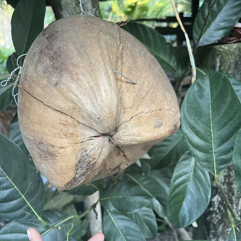 รังนก รังกะรอก บ้านรังมะพร้าว เปิด-ปิดได้ ไม่ทาสี - รูปที่ 2