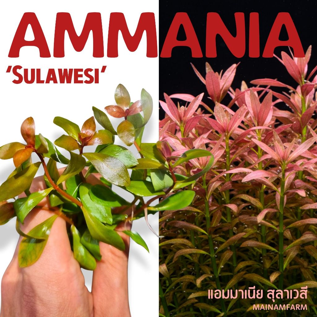 แอมมาเนีย สุลาเวสี - Ammania Sulawesi ไม้น้ำสีสันสดใสจากอินโดนีเซีย