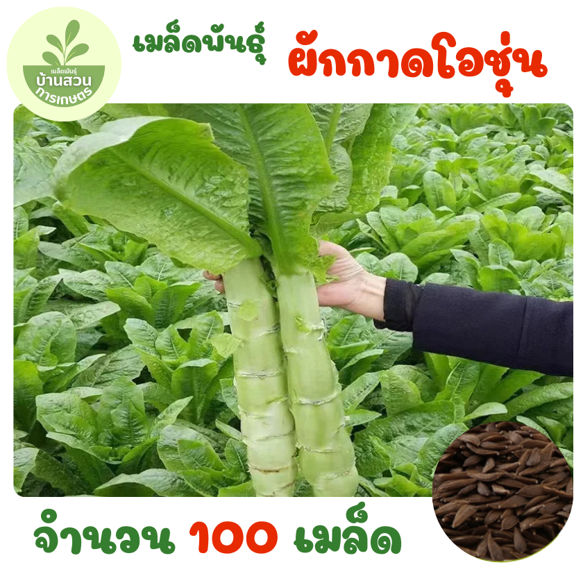 เมล็ดพันธุ์ผักกาดสลัดโอชุ่น จำนวน 100 เมล็ด