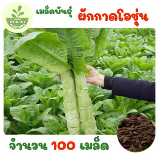 เมล็ดพันธุ์ผักกาดสลัดโอชุ่น จำนวน 100 เมล็ด
