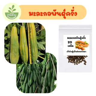 เมล็ดพันธุ์มะละกอพันธุ์ครั่ง จำนวน 20 เมล็ด