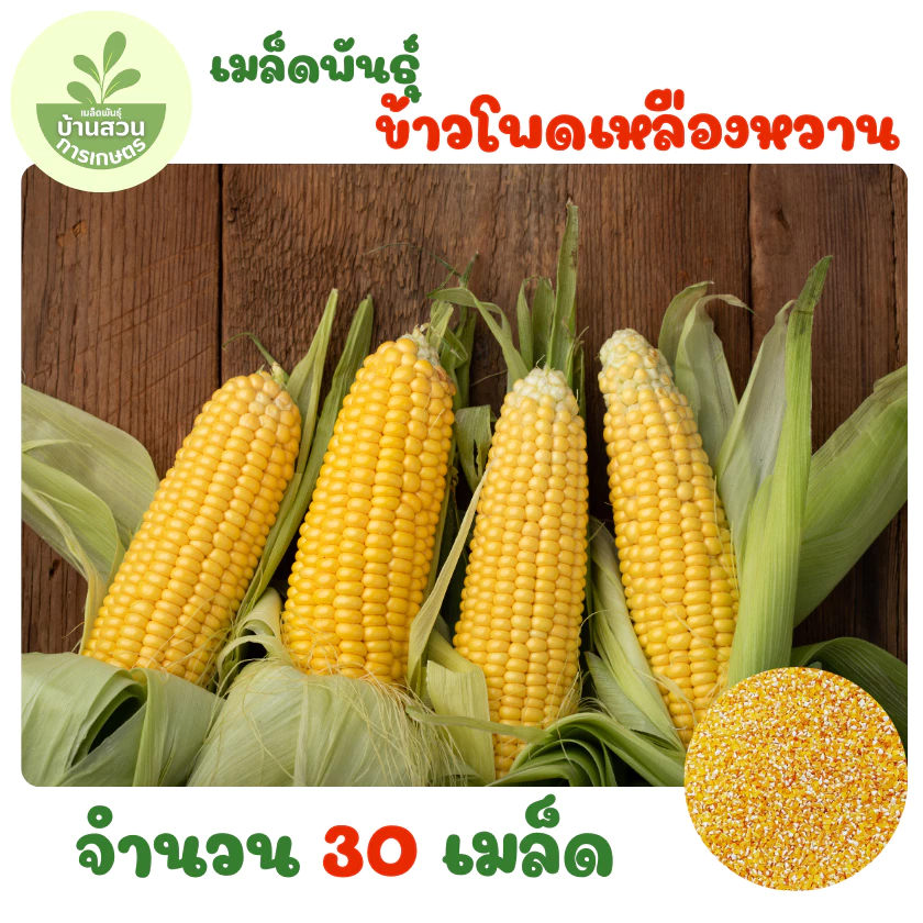 เมล็ดพันธุ์ข้าวโพดเหลืองหวาน จำนวน 30 เมล็ด