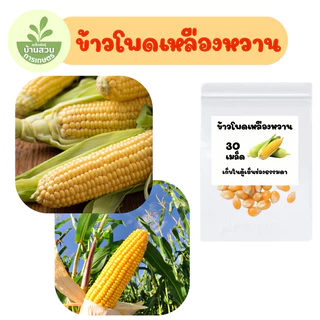 เมล็ดพันธุ์ข้าวโพดเหลืองหวาน จำนวน 30 เมล็ด