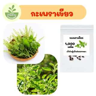 เมล็ดพันธุ์กะเพราเขียว จำนวน 1,000 เมล็ด