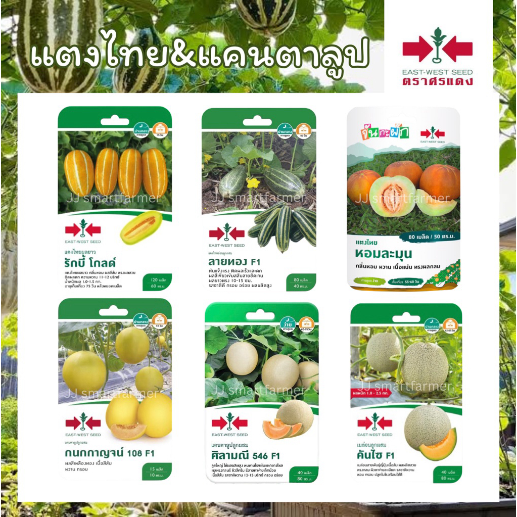 เมล็ดแตงไทย แคนตาลูป เมล่อน(เมล็ดซอง ตราศรแดง)🍈 รักบี้โกลด์,ลายทอง,หอมละมุน,กนกกาญจน์108,ศิลามณี546,คันไซ