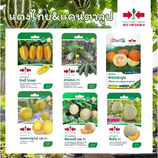 เมล็ดแตงไทย แคนตาลูป เมล่อน(เมล็ดซอง ตราศรแดง)🍈 รักบี้โกลด์,…
