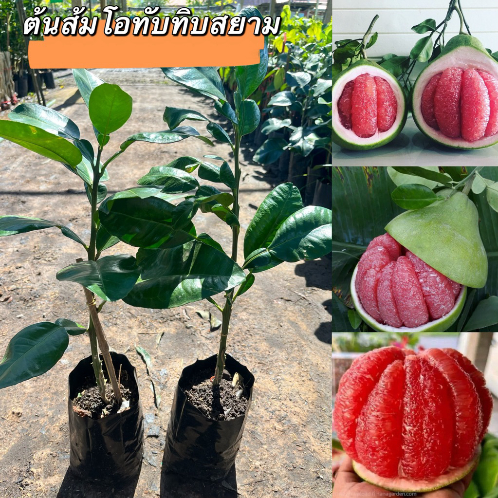 ต้นส้มโอทับทิมสยามถุงใหญ่พร้อมส่ง พร้อมปลูกสูง50เซน